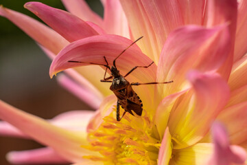 Macro photo of Flower 