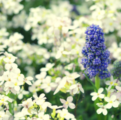 Blossom lilac flower in a beautiful day