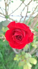 beautiful red rose