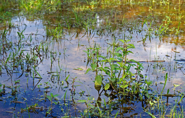 Flooded land with plants reflecting the sky