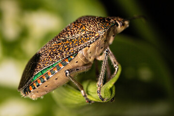 Macro