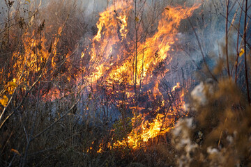 forest, grass fire, autumn spring, environmental destruction

