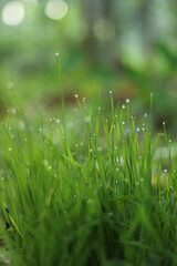 Fototapeta premium dew drops on grass