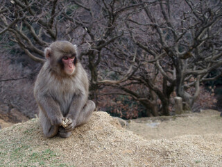 冬の日のニホンザル