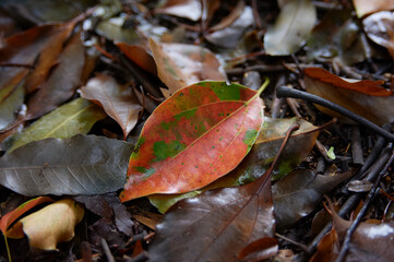 雨上がり公園落ち葉の中の綺麗な彩色
