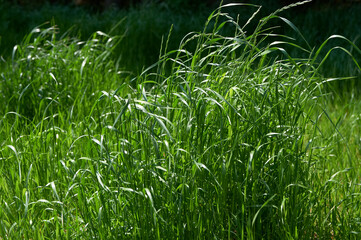 伸びきってしまった芝生