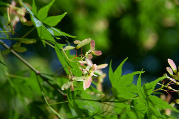緑の葉の間に見え隠れする紅葉の種アップ