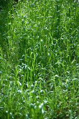 伸びきってしまった芝生