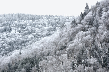 Chilly winter afternoon in White Mountains of New Hampshire.. Scenic view of vast forest of trees covered with fresh fallen snow near top of Kinsman Notch.