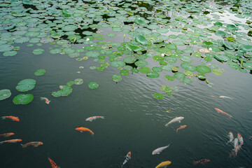 A bird's-eye view of Koi fish in emerald green pond with green Lotus leaves. They swim so close to surface of water, showing orange, white, and yellow bodies. The idea for aquatic animal's background.