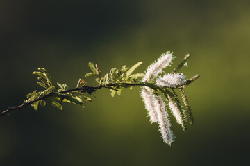 spring in Brazil