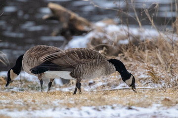 country goose branta canadensis