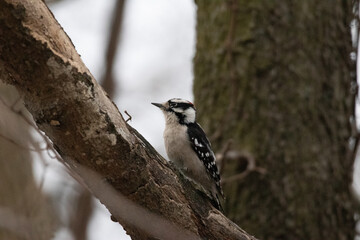 Woodpecker Perched in tree
