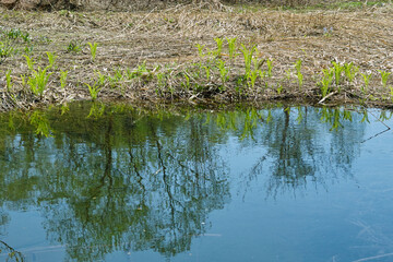 春の池