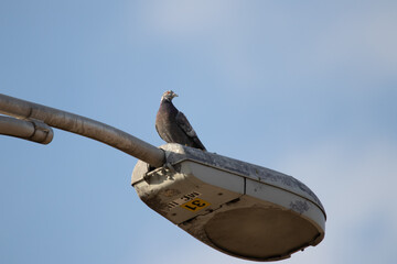 Pigeon on light post