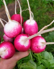 radishes on a table