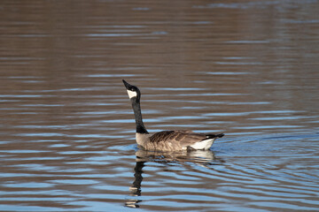 Canada goose looking up