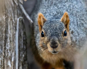 Squirrel Portrait