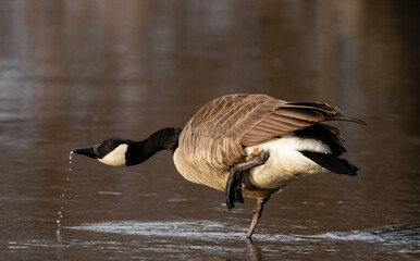 canada goose drinking