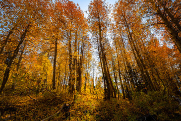 Image of an Autumn forest