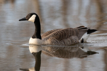 goose branta canadensis