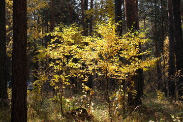 Obraz premium Autumn fores