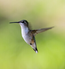 Ruby Red Throat Hummingbird in flight