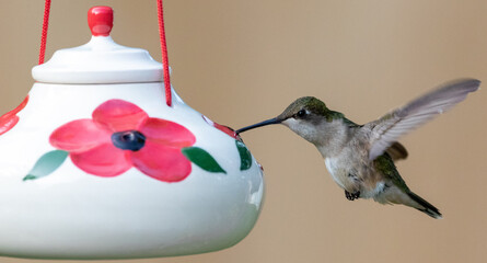 Hummingbird at Feeder