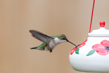 Hummingbird at Feeder