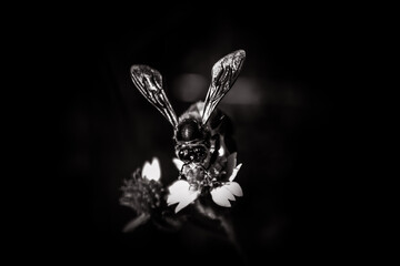 Fototapeta na wymiar Bee on flower black and white picture
