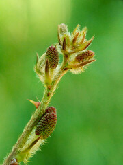 Mimosa pudica flower branch with green background