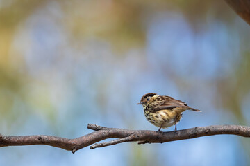 A small well-camouflaged very heavily streaked ground-dwelling bird known as a Speckled Warbler (Chthonicola sagittatus)