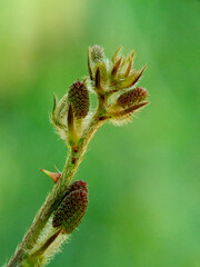 Mimosa pudica flower branch with green background