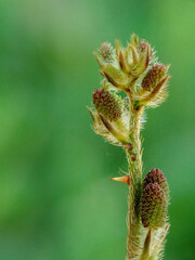 Mimosa pudica flower branch with green background