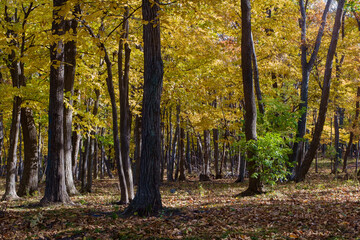 Autumn forest with fallen leaves and sunlight breaking through the crowns of trees.