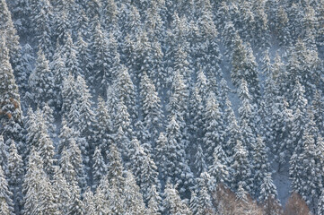 Obraz premium 雪の杉林