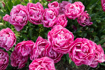 兵庫県神戸市六甲アイランドのチューリップ祭り
