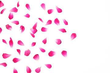 Petal of rose isolated on white background