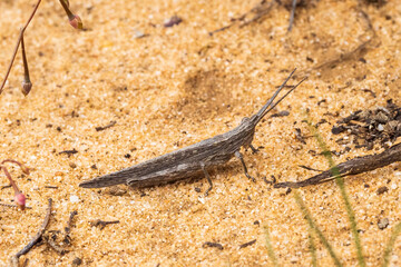 Bark-mimicking Grasshopper (Coryphistes ruricola) in side profile