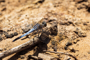Mature male Blue Skimmer Dragonfly (Orthetrum caledonicum) with its powder blue thorax and pruinescent blue abdomen