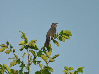 Gray Catbird Bird Perched on Elm Tree Singing with Beak Open and Looking Up to the Bright Blue Sky in the Background