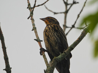 Female Red-Winged Blackbird Bird Perched on Bare Tree Branch with Orange, Red, White and Brown Feather Patterns and Large Beak