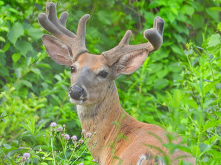 White-tail Deer Buck Shows off his Velvet Antlers with his Turned Head on a Summer Day in a Vibrant Green Forest 