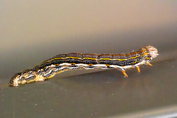A yellow, grey and black striped caterpiller with black dots like eyes on the head and base of the...