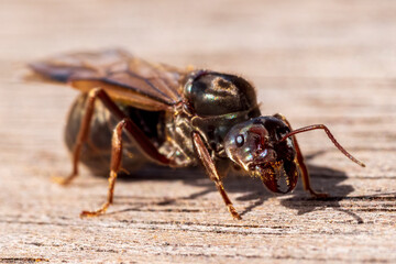 Queen Meat Ant at rest (Iridomyrmex purpureus) 