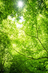 新緑の六甲山。森の中に太陽光が差し込み、若葉が輝く