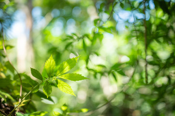 Fototapeta na wymiar Natural green leaf in rainforest