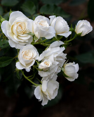 神戸市岡本バラ園の白薔薇