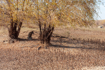 Autumn landscape where the direction of the leaves from the wind and the direction of the dog's...