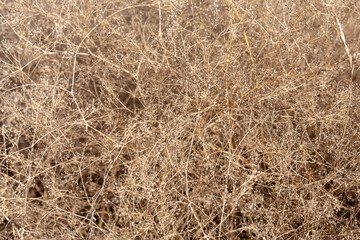 Dried plant-ball Gypsophila (or tumbleweed , kachim , gipsolyubka). Close-up, narrow focus.